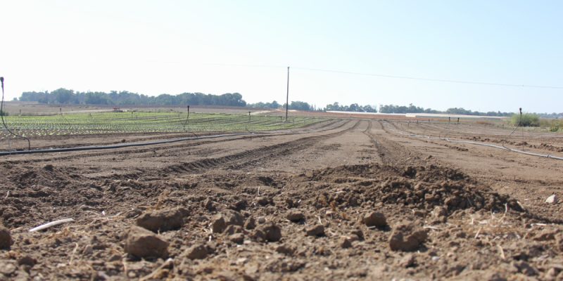 Cool,Field,In,The,Land,Of,Israel,Beer,Tuvia