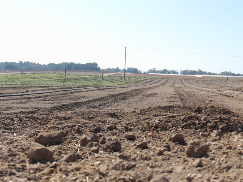 Cool,Field,In,The,Land,Of,Israel,Beer,Tuvia