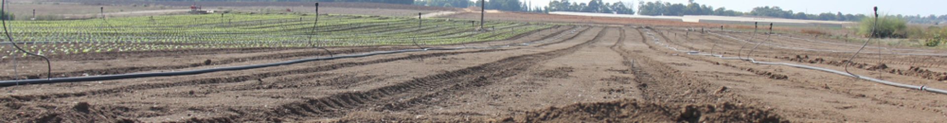 Cool,Field,In,The,Land,Of,Israel,Beer,Tuvia